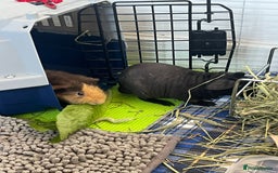 Guinea Pig rodents for sale: adorable guinea + skinny pig! - Image 3