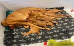Hungarian Vizsla dogs for sale: KC regarding Hungarian Vizsla puppies - Image 18