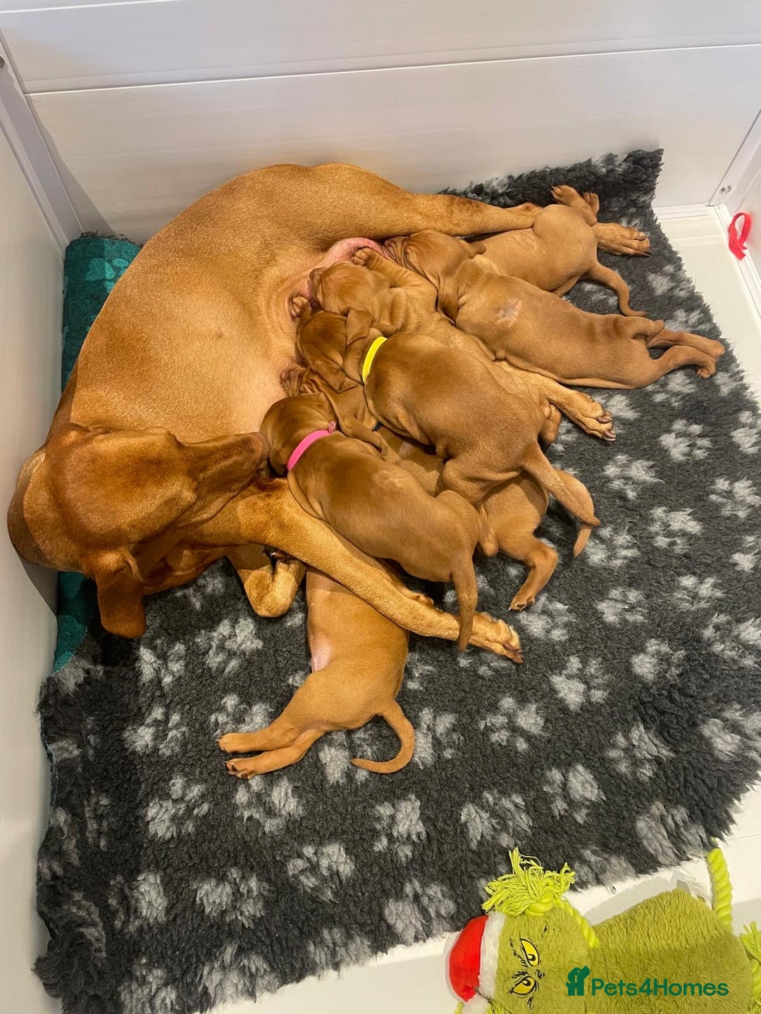 Hungarian Vizsla dogs for sale: KC regarding Hungarian Vizsla puppies - Image 18