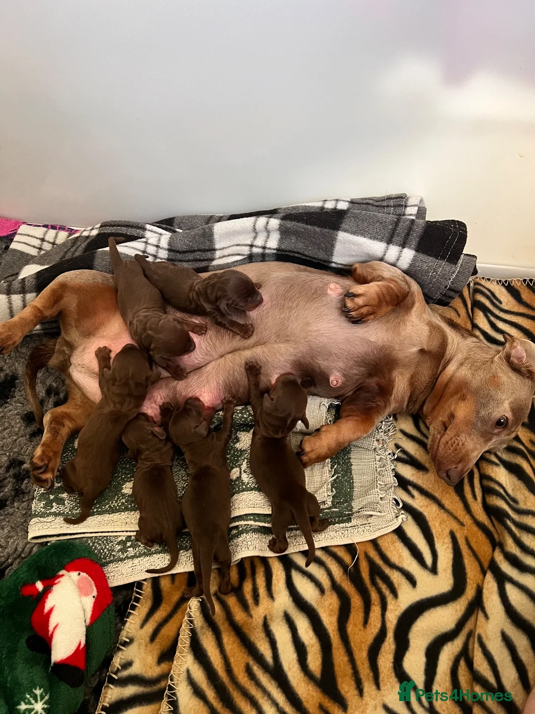 Miniature Dachshund dogs for sale: Miniature dachshund  - Advert 7
