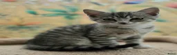 Mixed Breed cats for sale: Lovely British Shorthair Cross kitten  - Advert 2