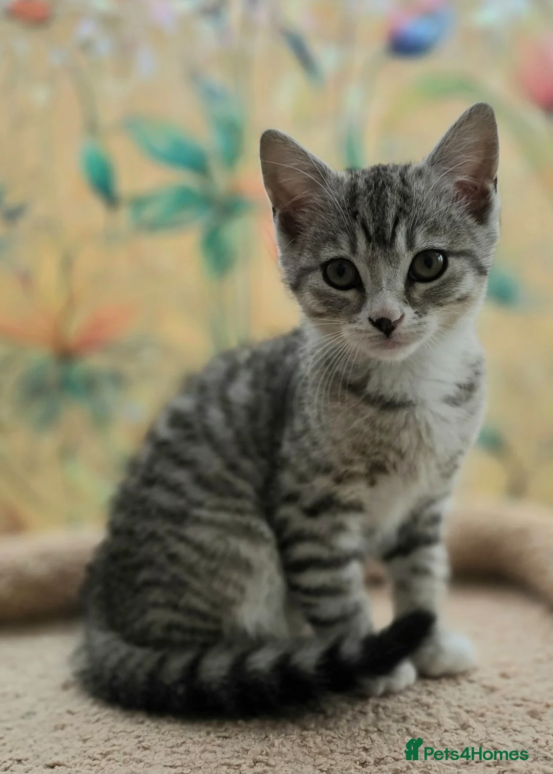 Mixed Breed cats for sale: Lovely British Shorthair Cross kitten  - Advert 2