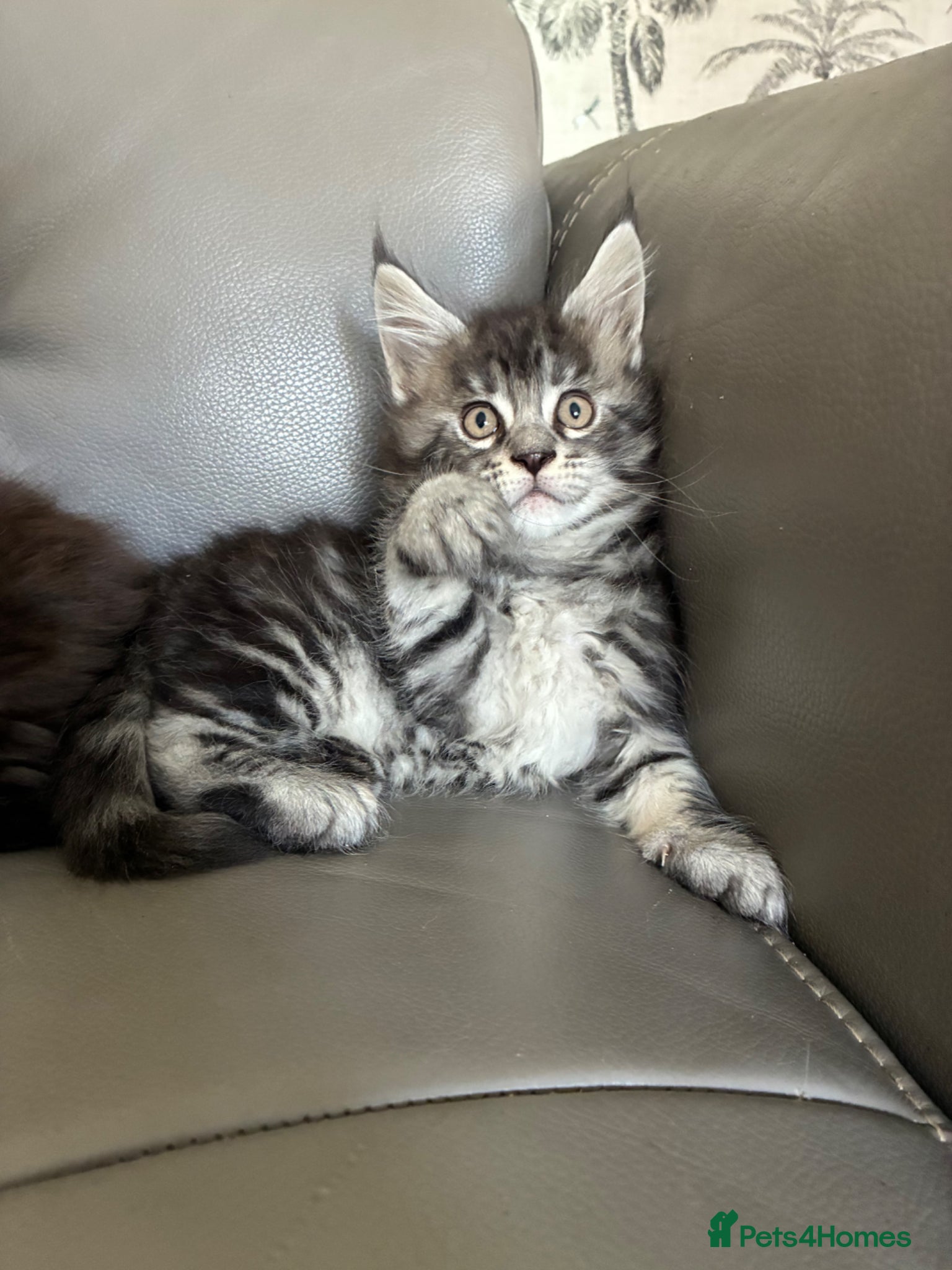 Maine Coon cats Maine coon kittens  - Advert 2