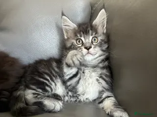 Maine Coon cats Maine coon kittens - Advert 2