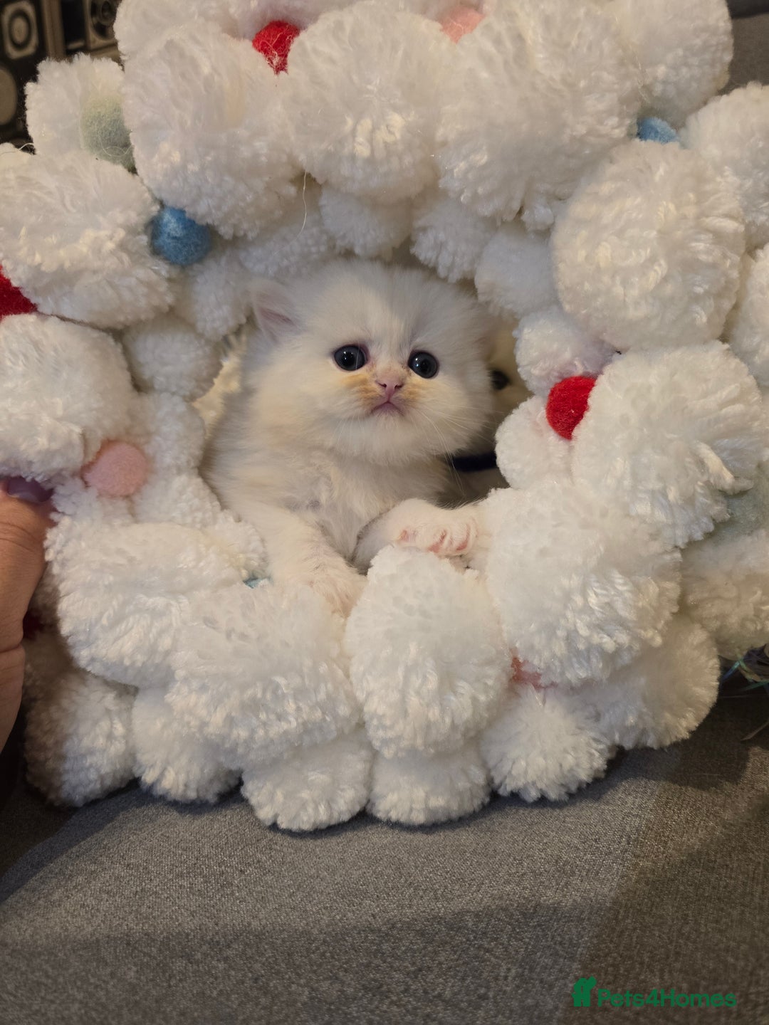 Persian cats for sale: Persian fluffy angels - Advert 10