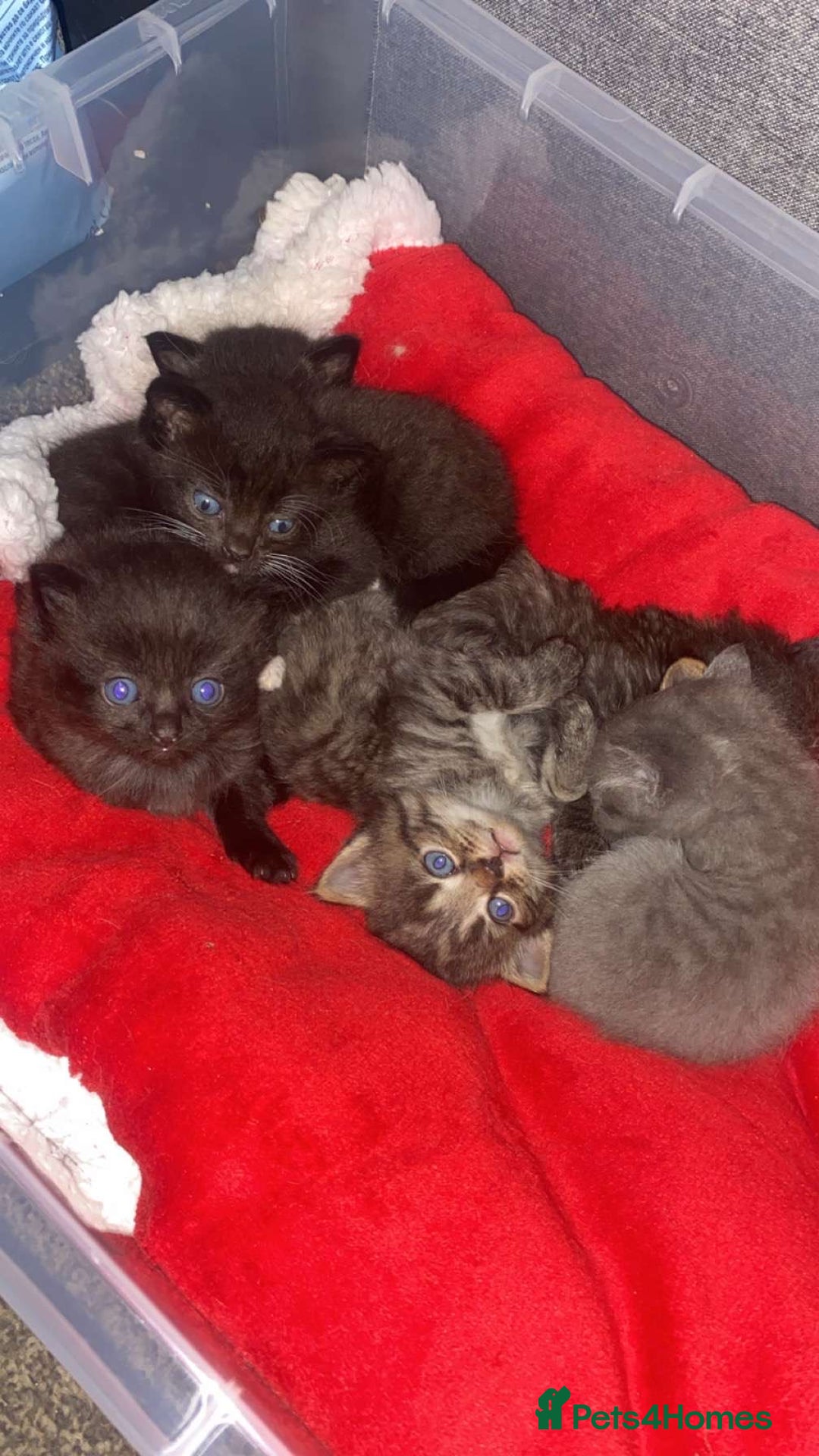 Ragdoll cats for sale: British long haired crossed Ragdoll kittens - Image 5