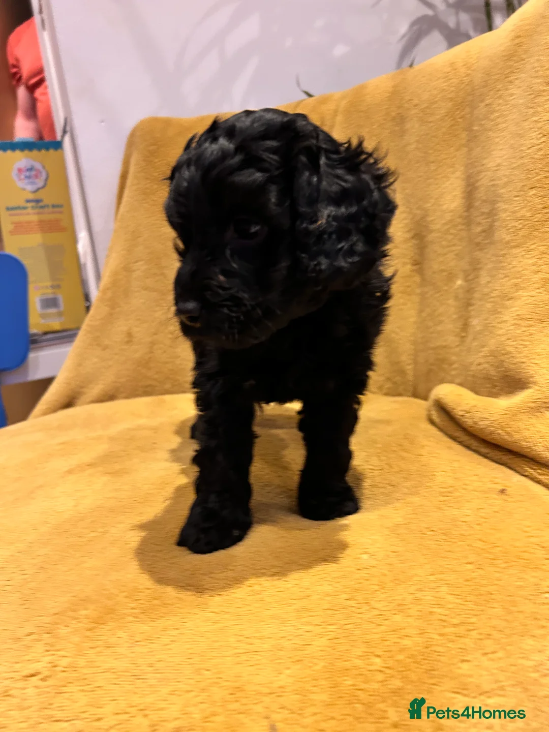Cockapoo dogs for sale: Beautiful Cockerpoo’s in Macclesfield - Advert 16