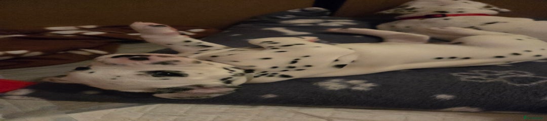 Dalmatian Puppy 2