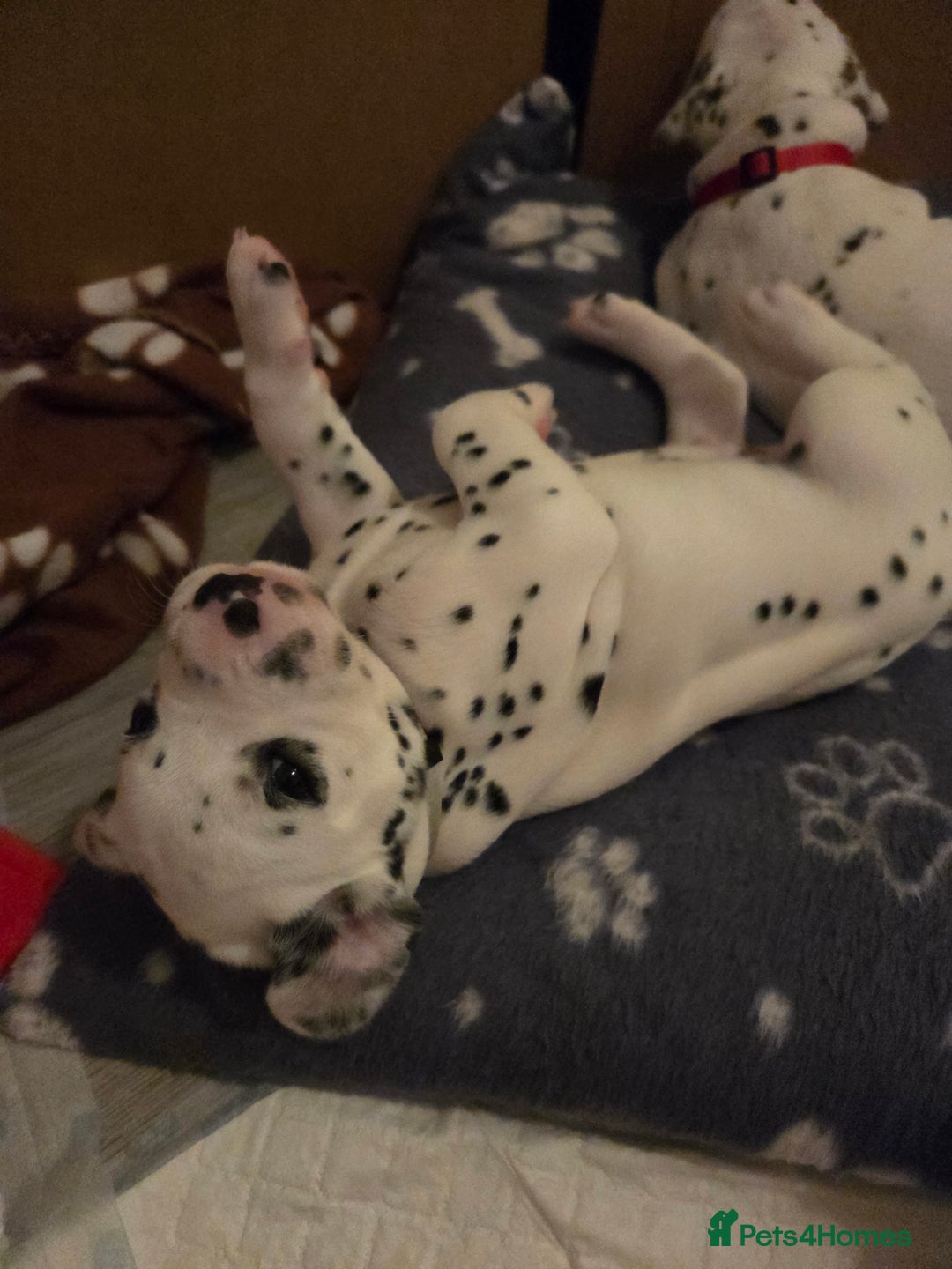 Dalmatian dogs for sale: Beautiful Dalmatian Puppies - Image 4