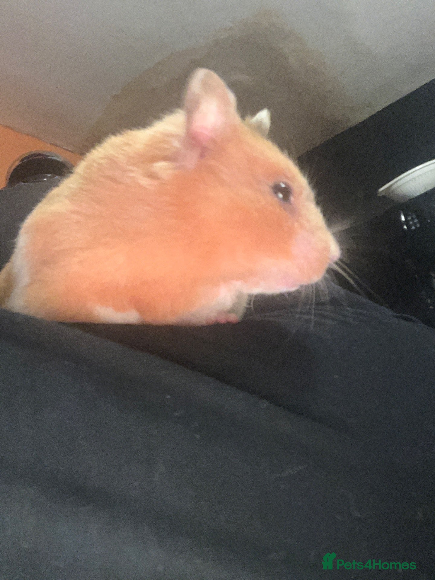 Hamster rodents Female Syrian hamster with large cage  - Advert 9