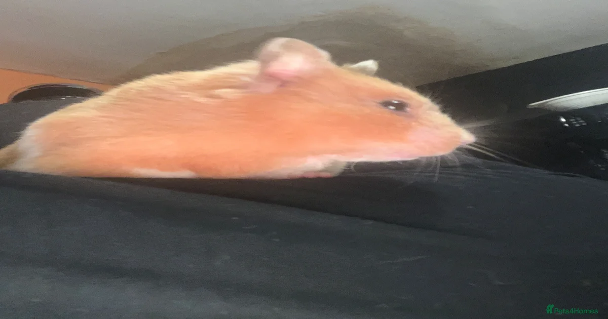 Hamster Rodents for sale | Pets4Homes
