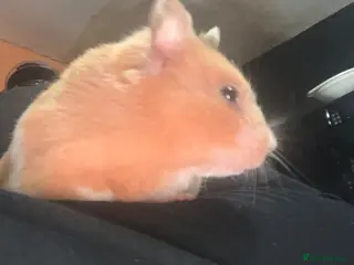 Hamster rodents Female Syrian hamster with large cage - Advert 5