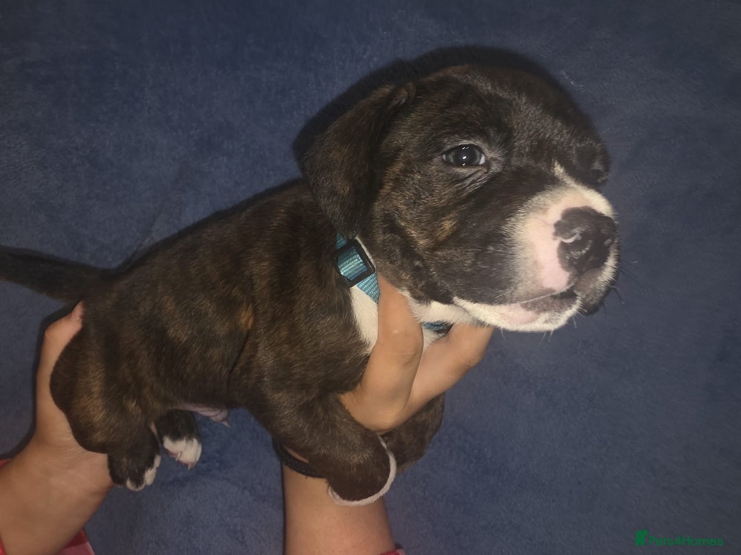 Staffordshire Bull Terrier dogs for sale: Staffy pups  - Advert 3