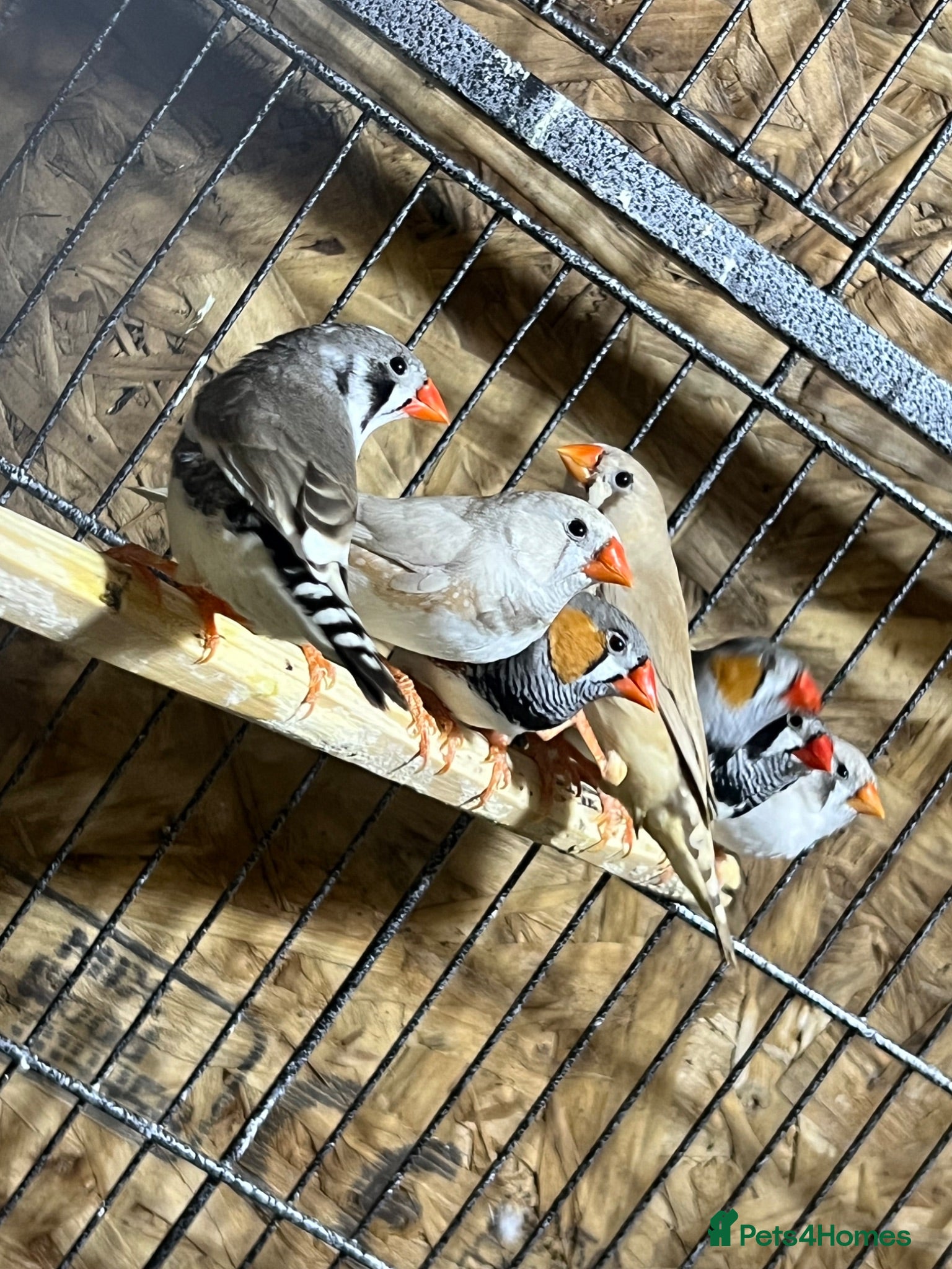 Finches birds 16 zebra finch - Advert 8