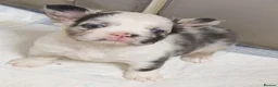 French Bulldog dogs for sale: Fluffy French Bulldogs - Advert 36