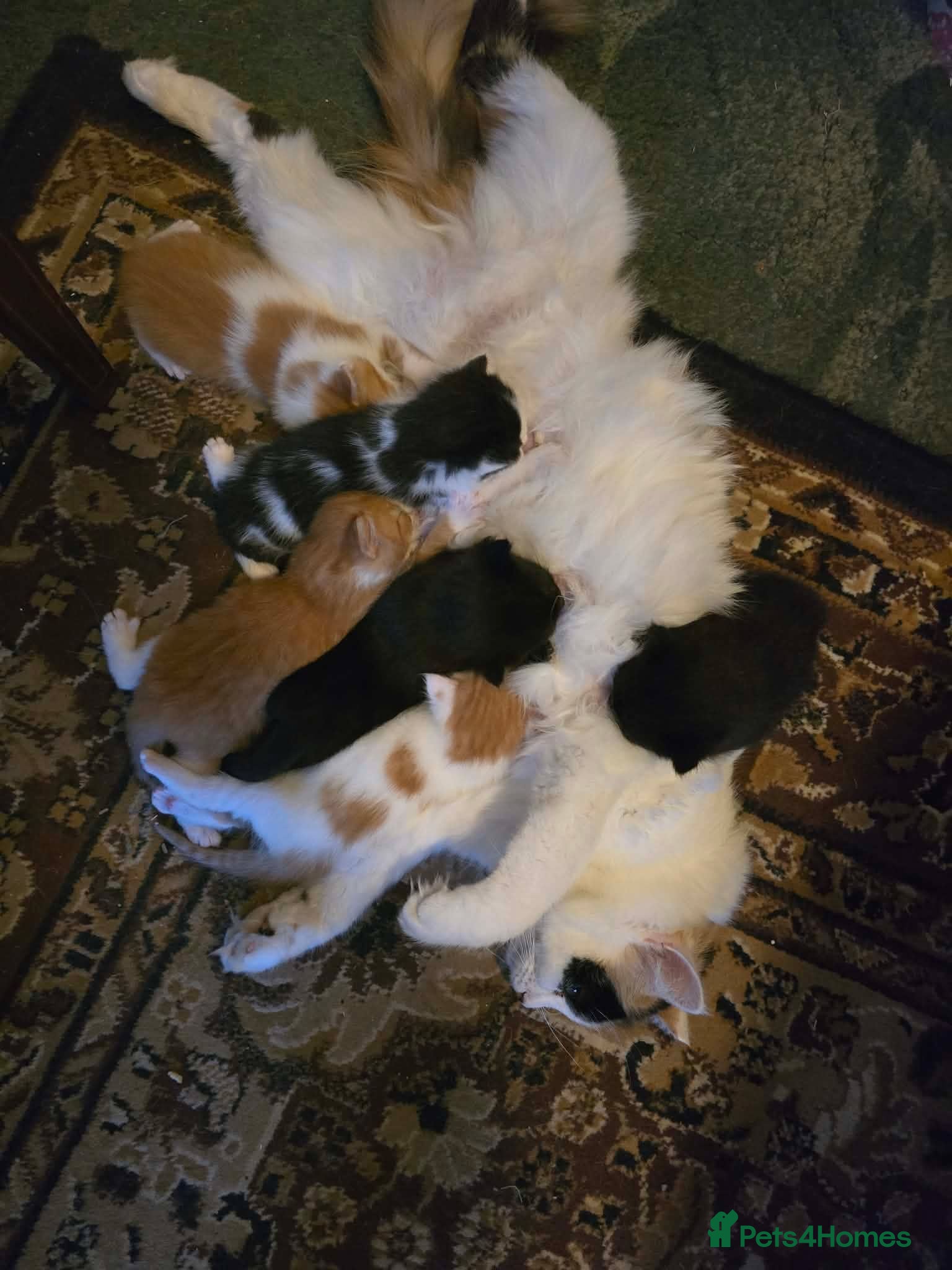 Mixed Breed cats Maine coon cross - Advert 1