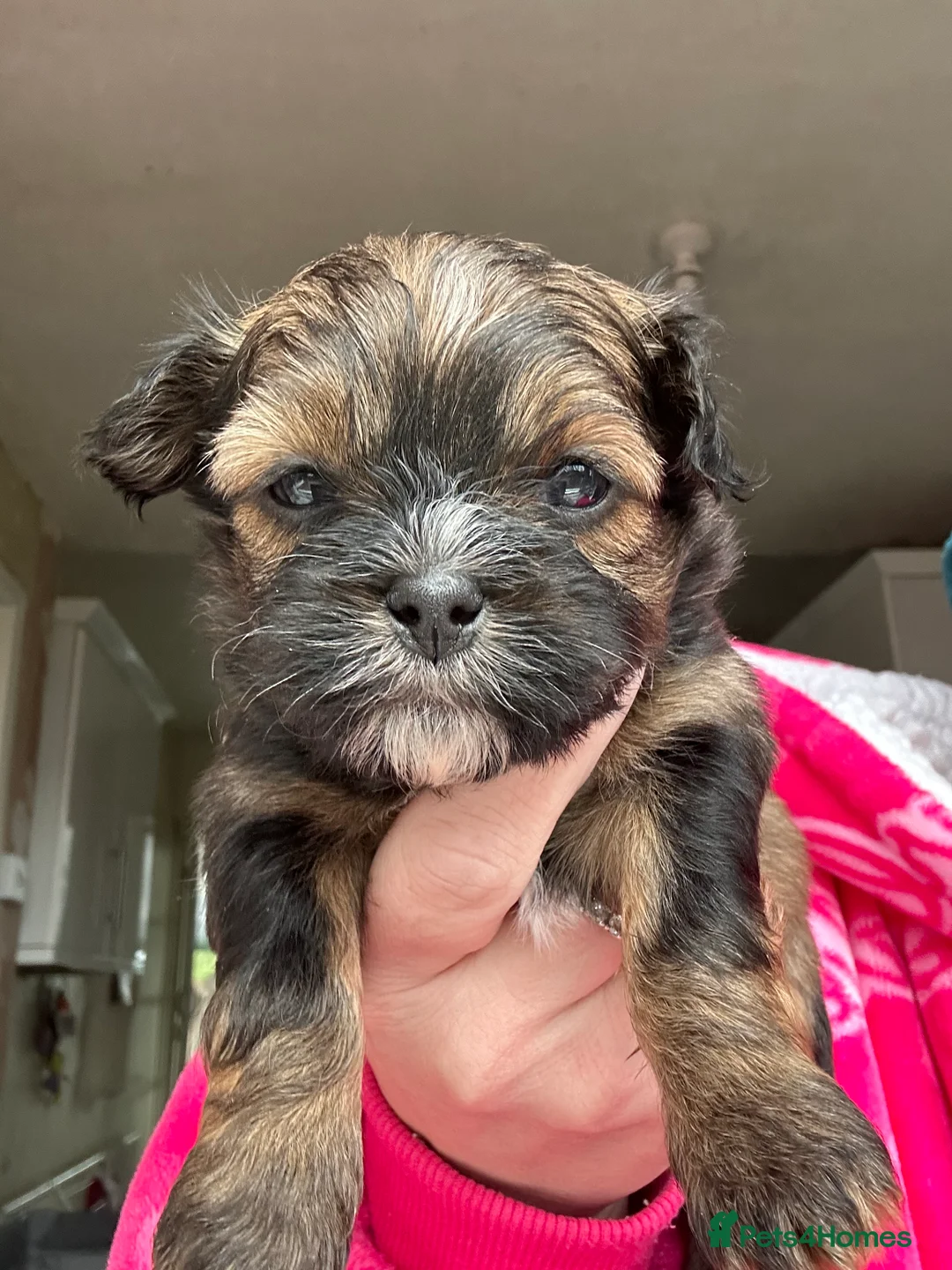 Malshi dogs for sale: 2 generation malshi puppies - Advert 4