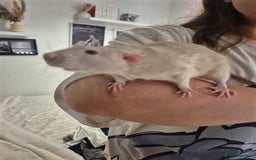Rat rodents for sale: 2 fully grown male rats  - Image 3