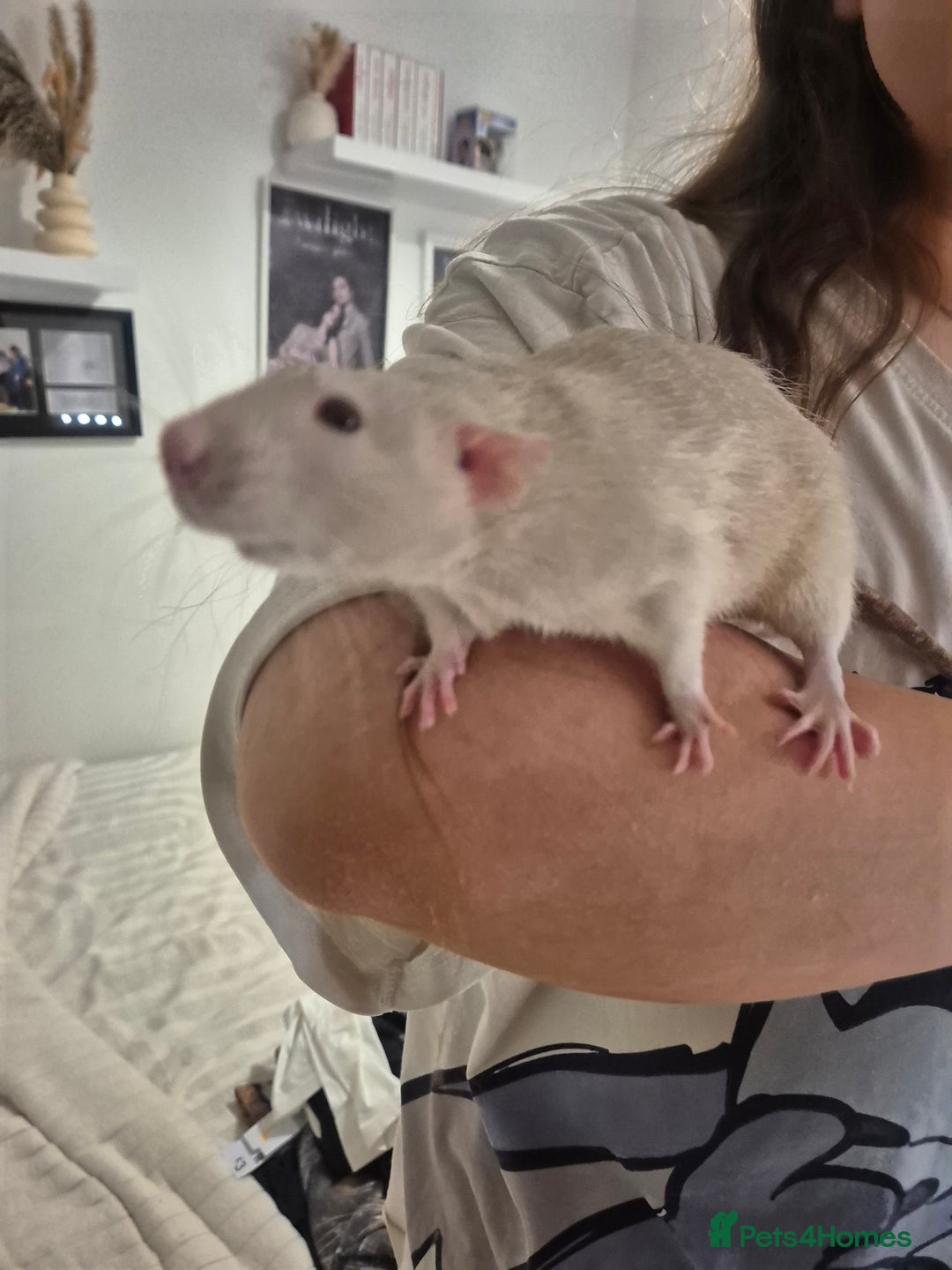 Rat rodents for sale: 2 fully grown male rats  - Image 3