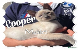 Siamese cats for sale: Blue Point Siamese  - Image 2