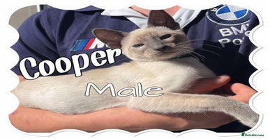 Siamese cats - Advert 1