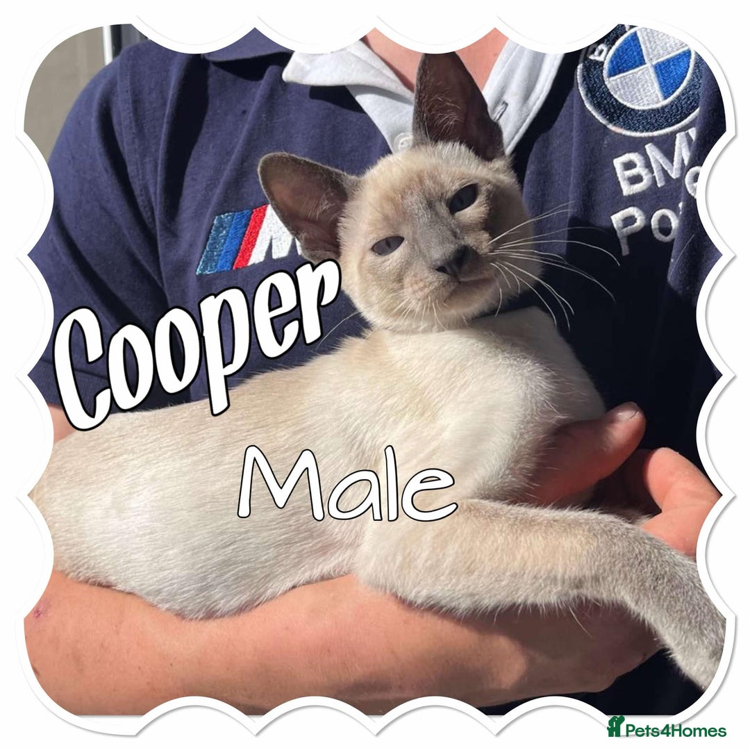 Siamese cats for sale: Blue Point Siamese  - Image 2