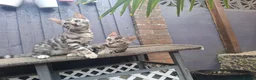 Bengal cats for sale: Outstanding Bengal Kittens TICA - Advert 3