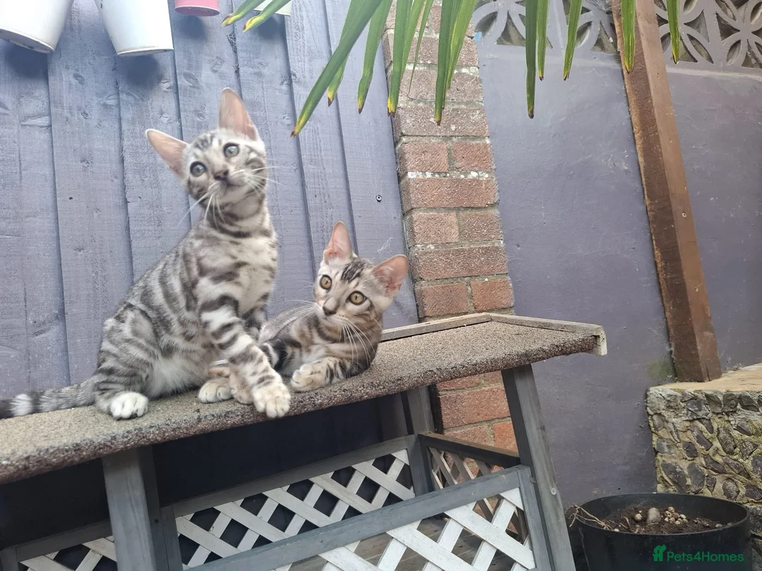 Bengal cats for sale: Outstanding Bengal Kittens TICA - Advert 1