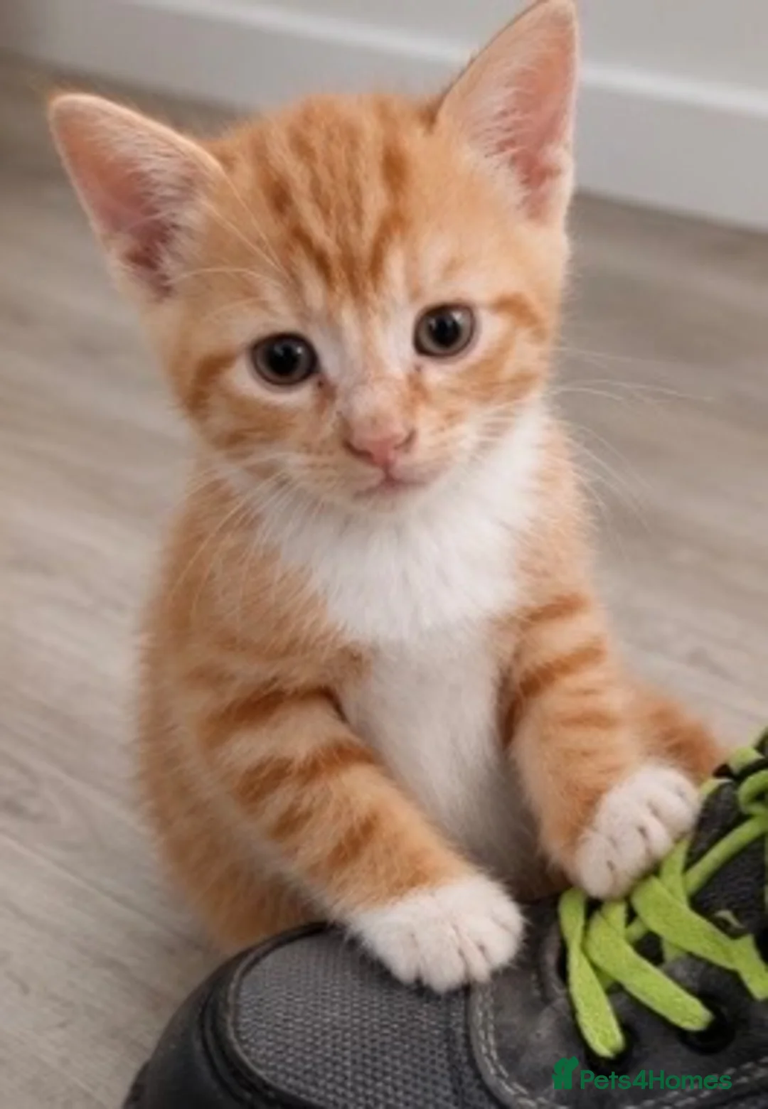 Mixed Breed cats for sale: Beautiful male kittens  - Advert 2