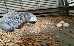 Mixed Breed birds for sale: Available Birds and Parrots - Image 11