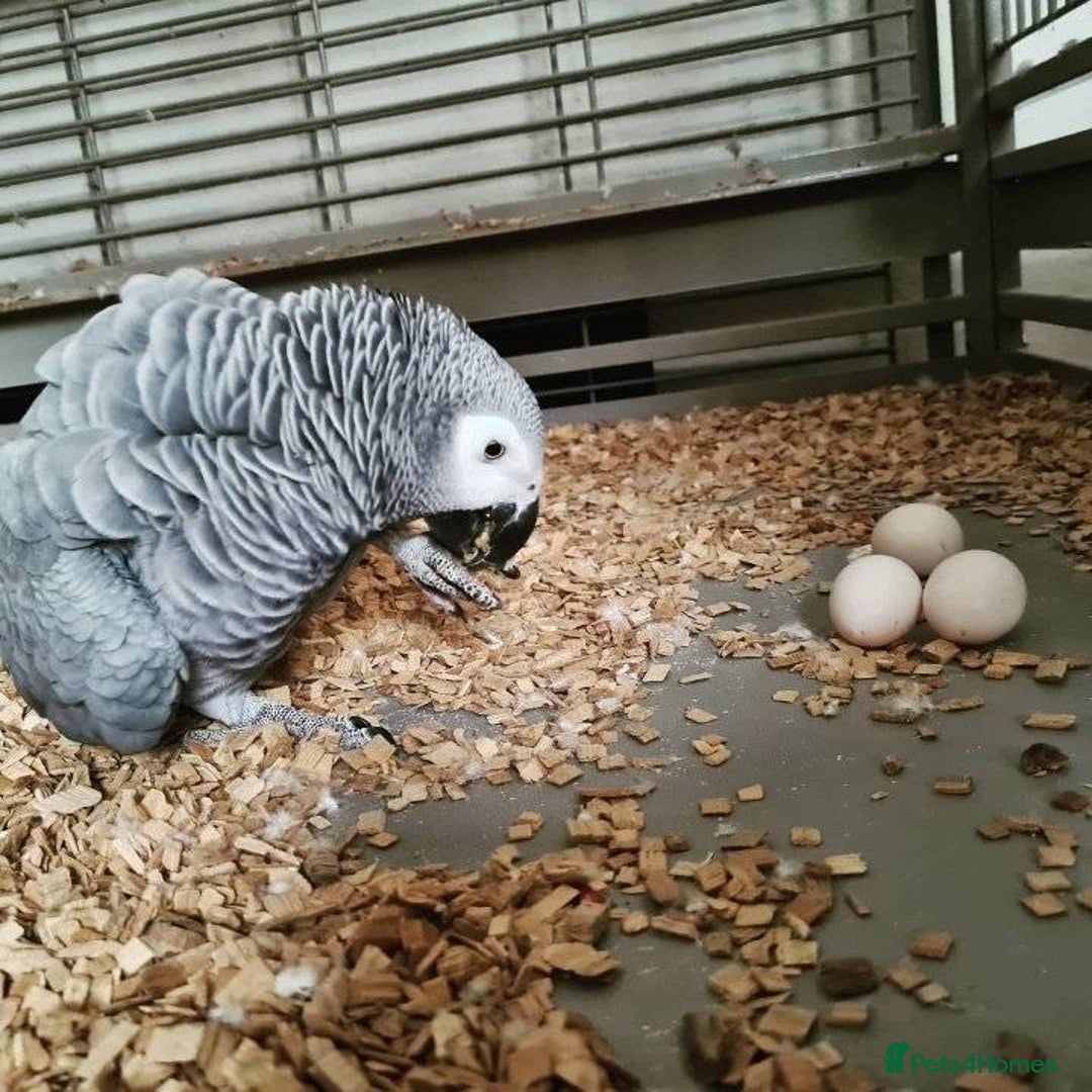 Mixed Breed birds for sale: Available Birds and Parrots - Image 11