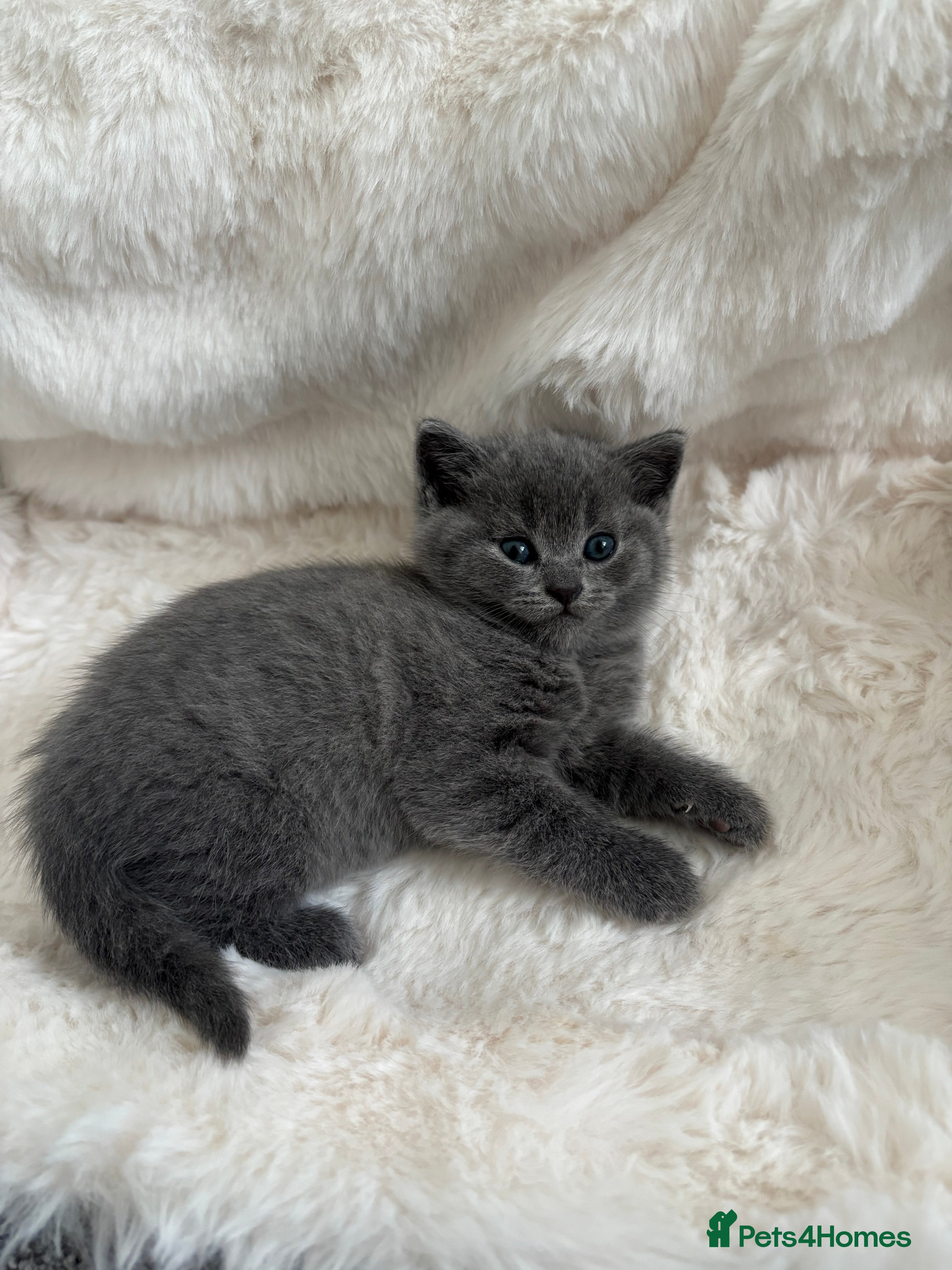 British Shorthair cats 💙Gorgeous Blue British Shorthair Kittens💙 - Advert 2