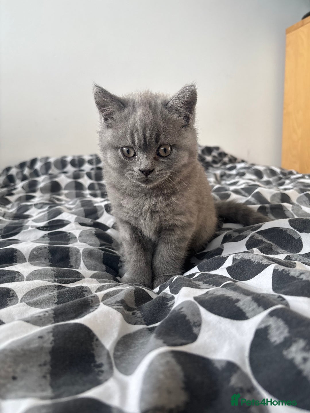 British Shorthair cats for sale: 2 Pure Breed British Shorthairs - Advert 5