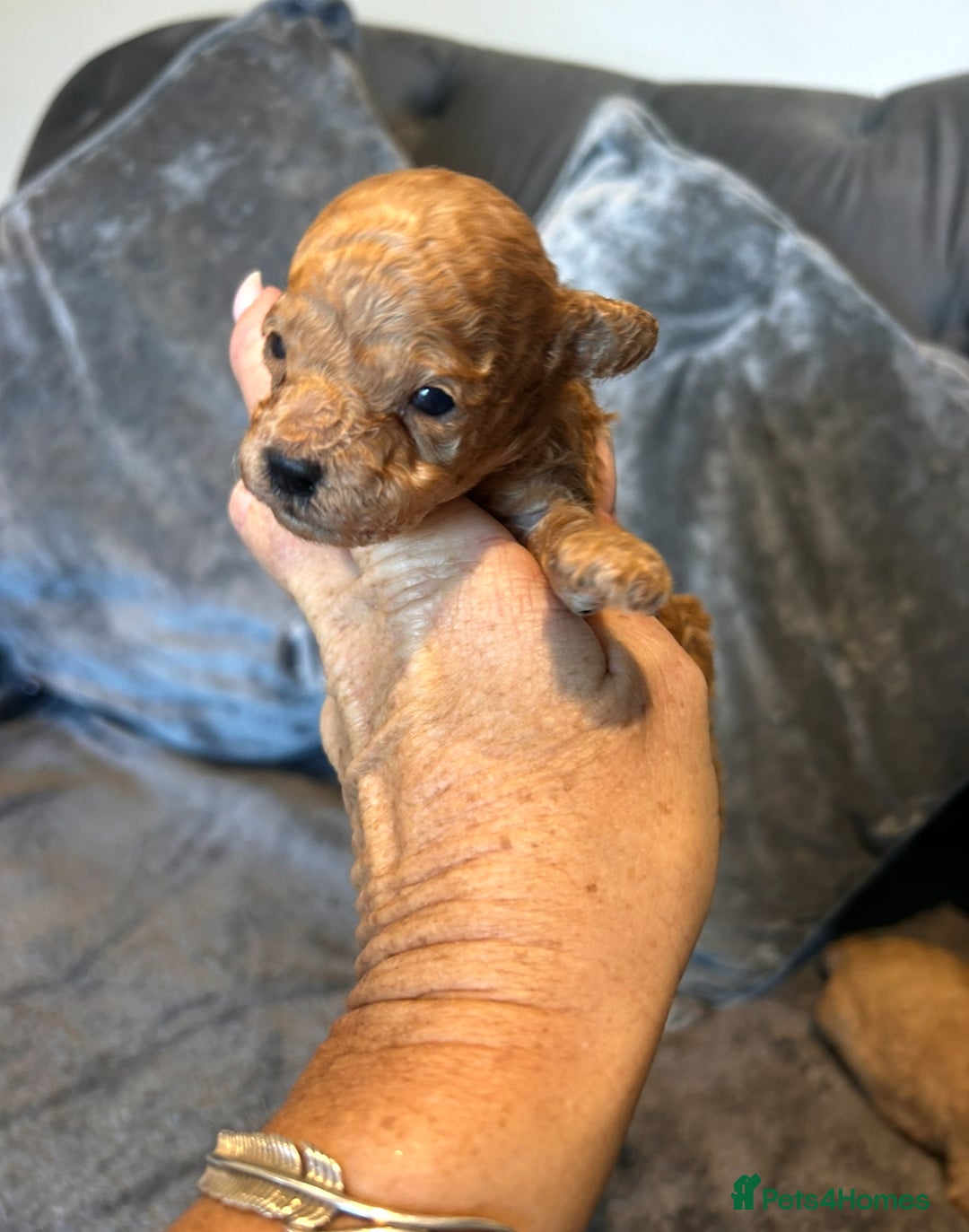 Maltipoo dogs for sale: Red teeny tiny maltipoo puppy - Advert 2