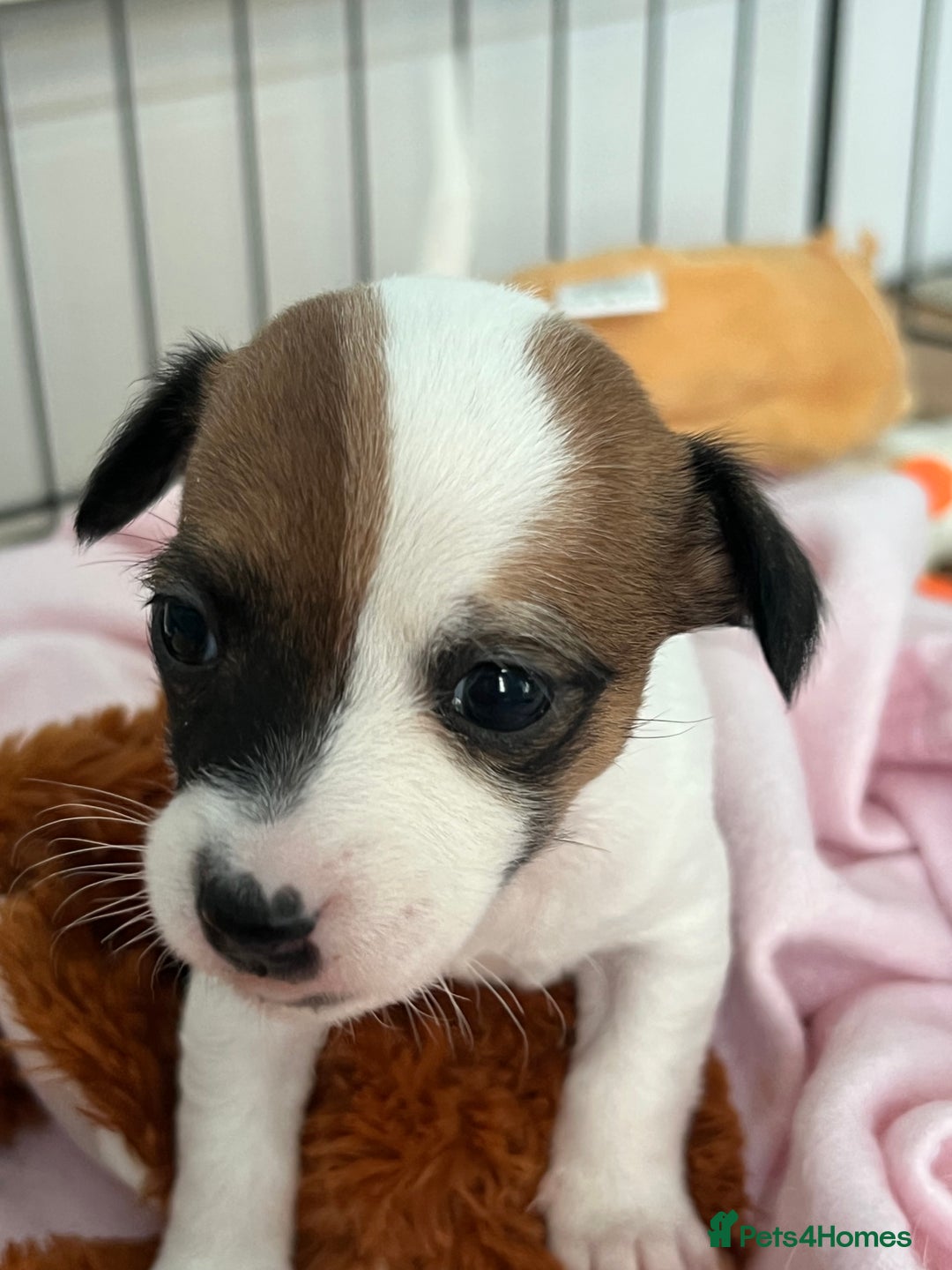 Jack Russell dogs for sale: Stunning Miniature Jack Russell Puppies!!! - Advert 24