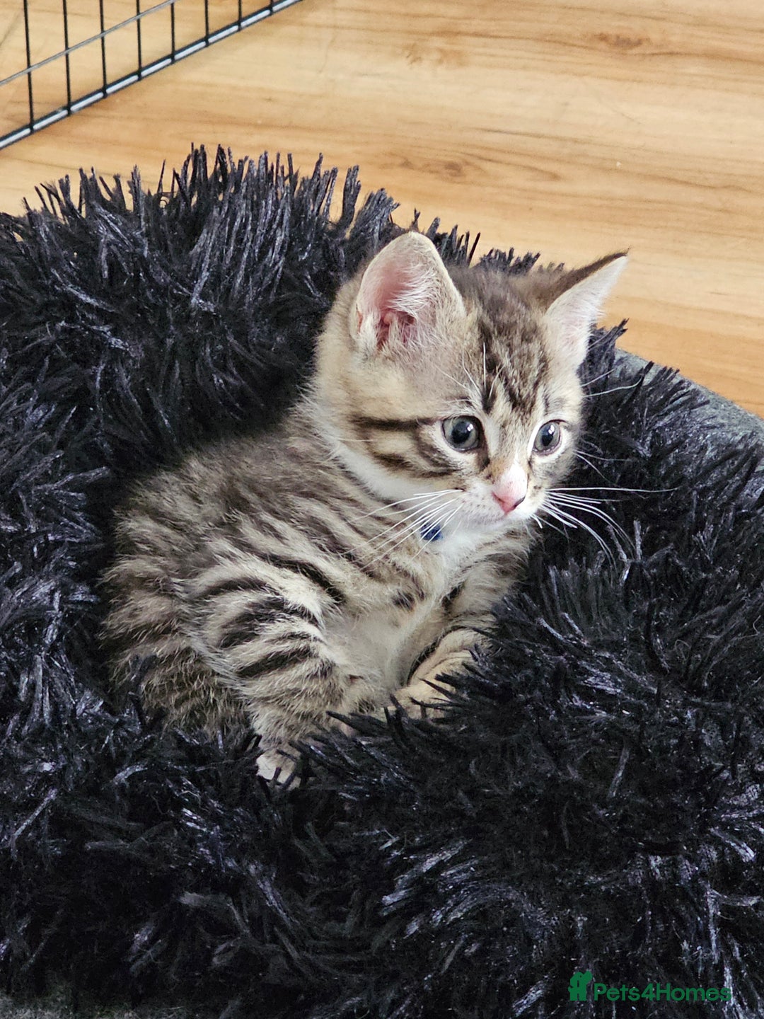 Ragcoon cats for sale: 2 Male kittens looking for forever homes  - Image 13