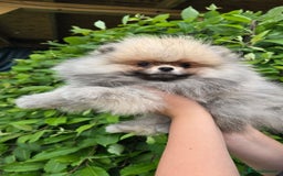 Pomeranian dogs for sale:  KC REGISTERED female - Image 7