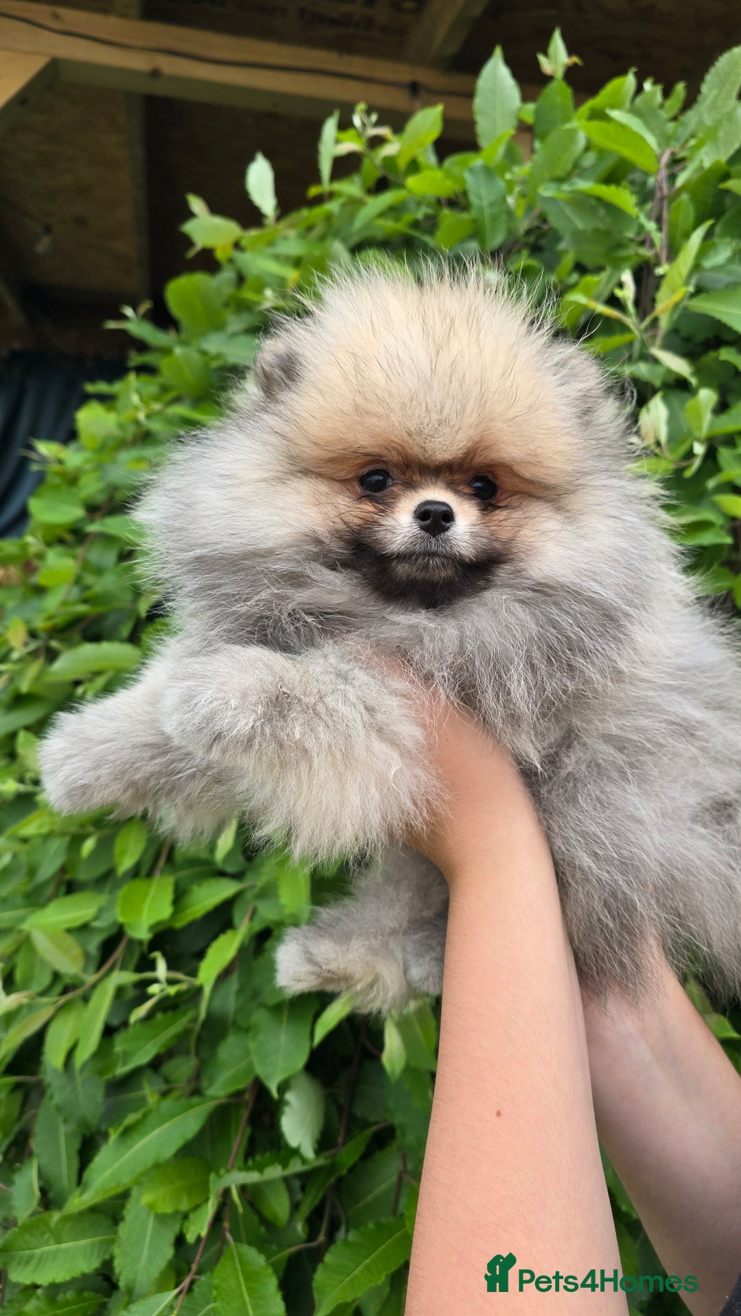 Pomeranian dogs for sale:  KC REGISTERED female - Image 7