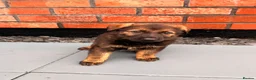 German Shepherd dogs for sale: Exceptional Czech German Shepherd WorkingLine Pups - Advert 8
