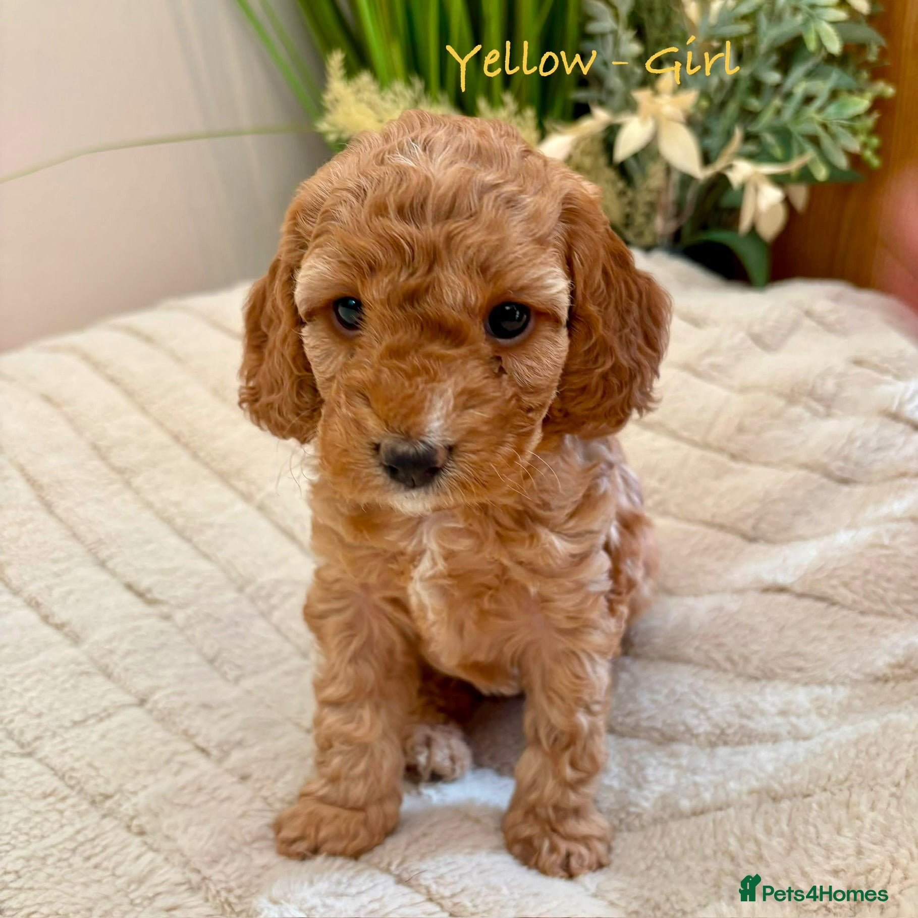 Cockapoo dogs Beautiful F2 Cockapoo Puppies  - Advert 17