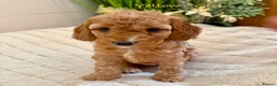 Cockapoo dogs for sale: Beautiful F2 Cockapoo Puppies  - Advert 10