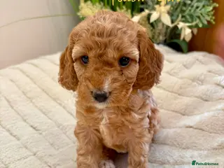 Cockapoo dogs Last 3 - Beautiful F2 Cockapoo Puppies - Advert 3