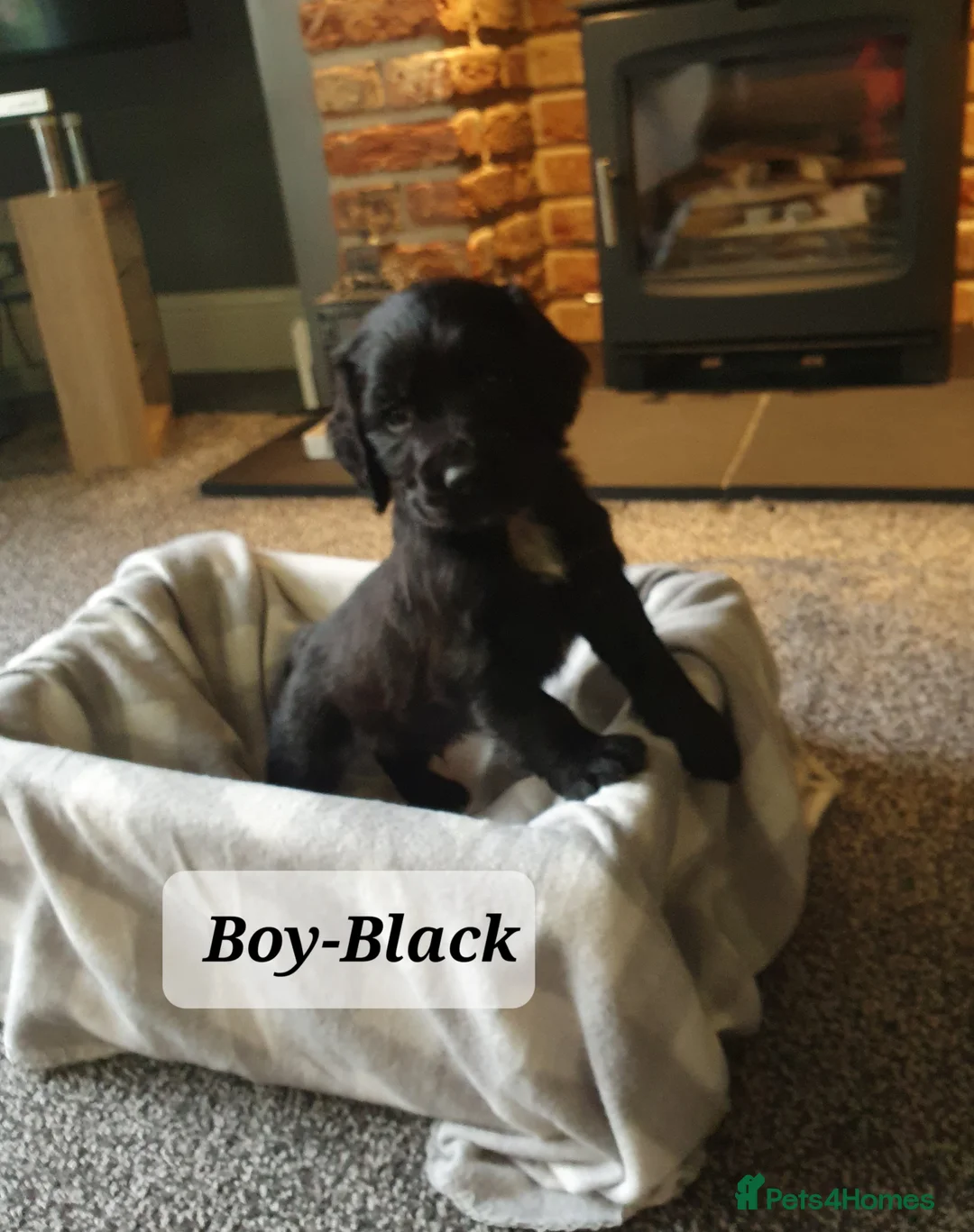 Cocker Spaniel dogs for sale: WORKING COCKER SPANIEL PUPPIES - Advert 4