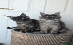 Maine Coon cats for sale: Maine coon kittens, Tica registered  - Image 22