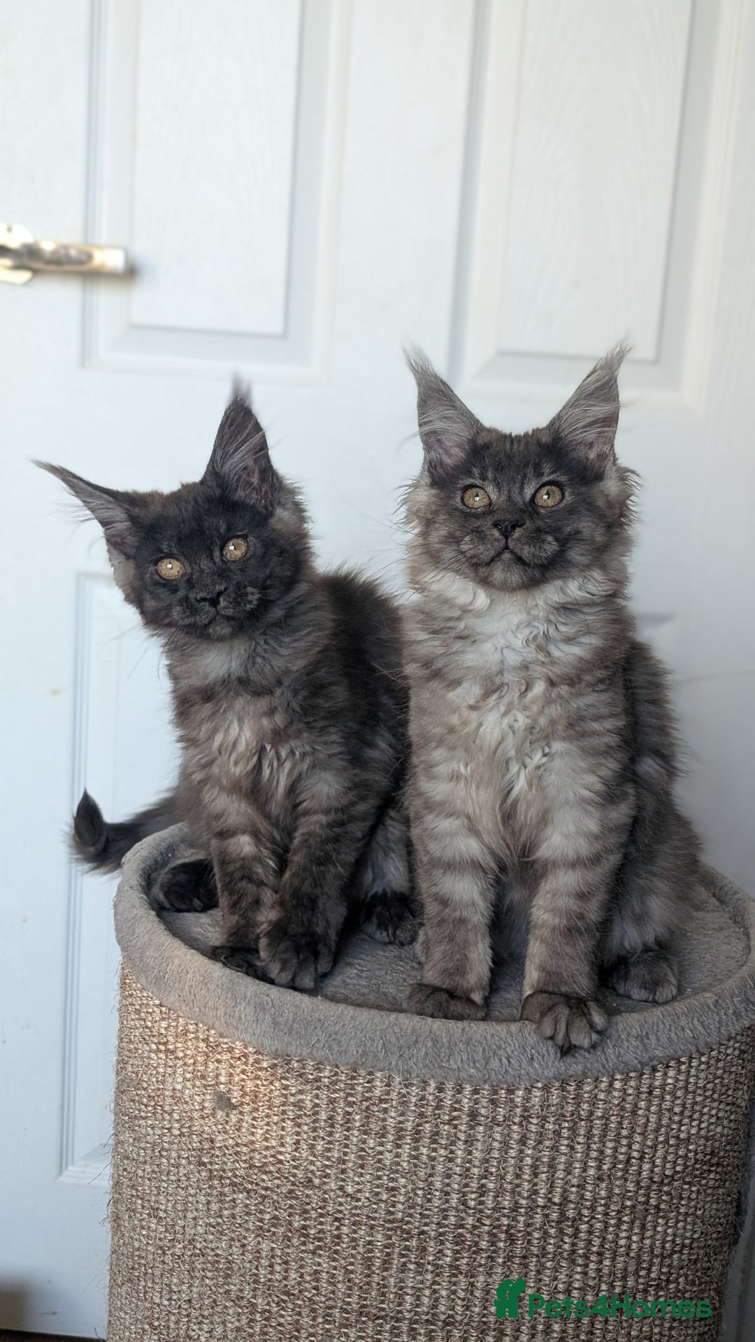 Maine Coon cats for sale: Maine coon kittens, Tica registered  - Image 22