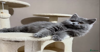 British Shorthair cats - Advert 14