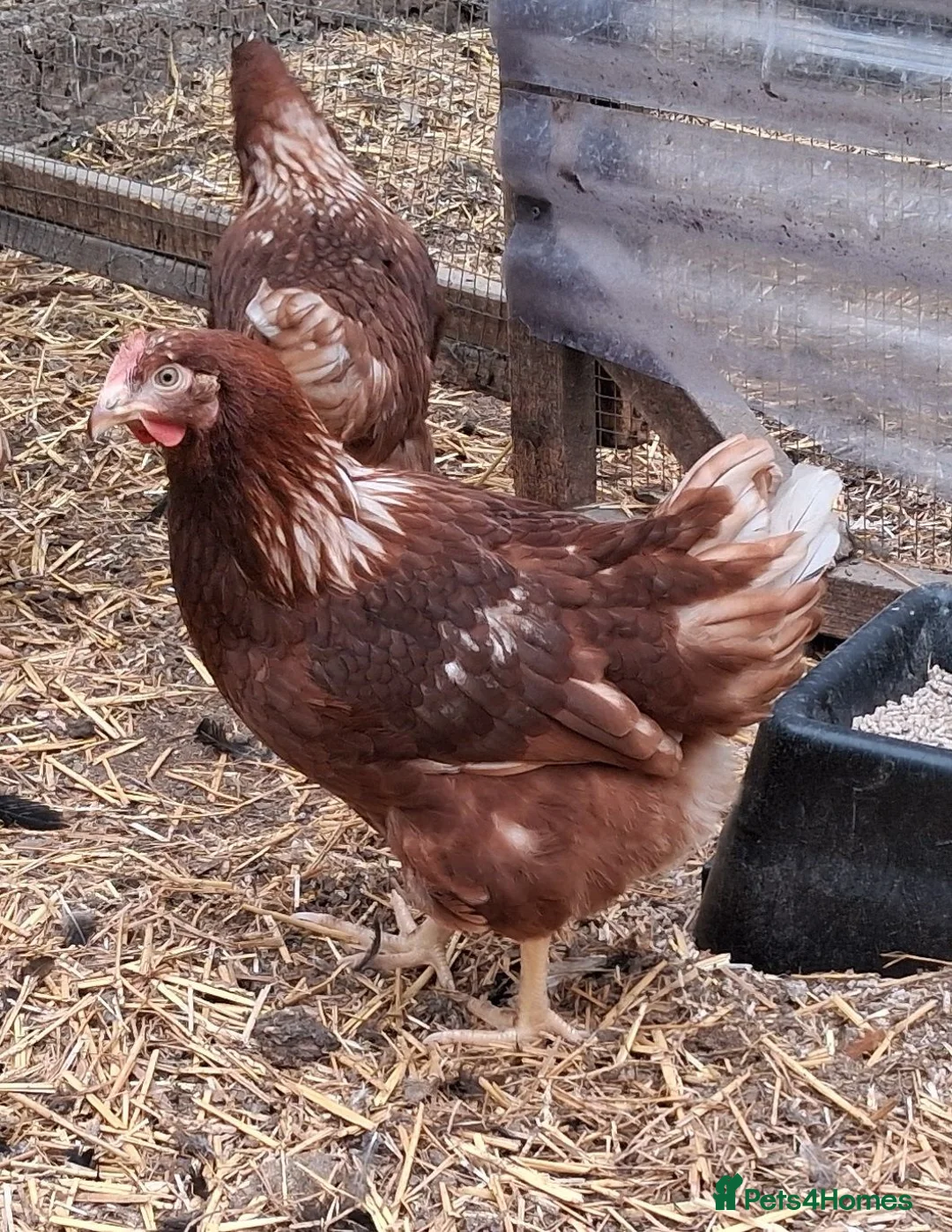 Chickens poultry for sale: Brown warren hybrid pullets  - Advert 1