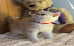 Exotic cats for sale: Gorgeous Golden Exotic Girl - Advert 6