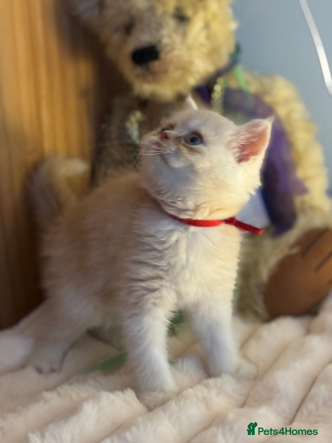 Exotic cats for sale: Gorgeous Golden Exotic Girl - Advert 6