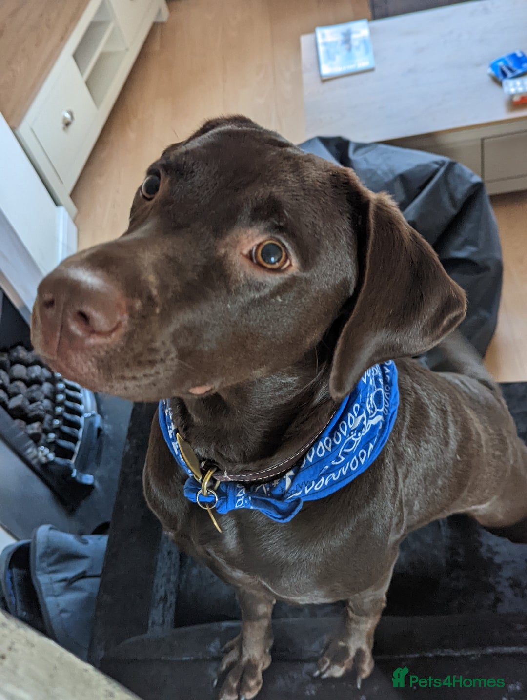 Mixed Breed dogs for sale: Chocolate Shepradors - Image 3